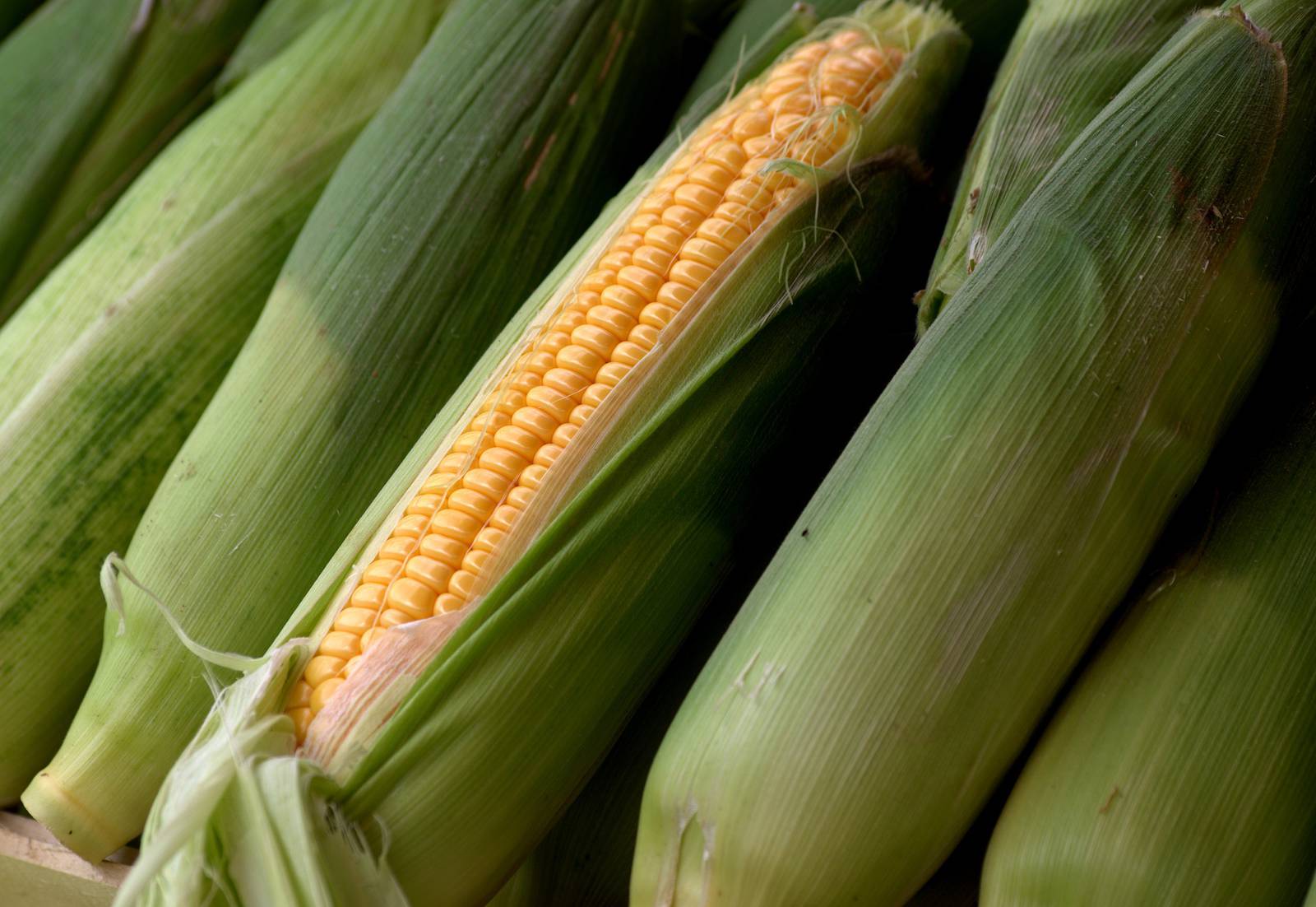 Mendota Sweet Corn Festival returns this weekend Starved Rock Country