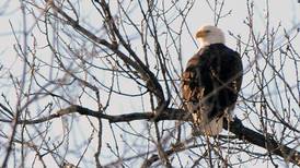 Eagle Watch Weekend Returns To Starved Rock Country