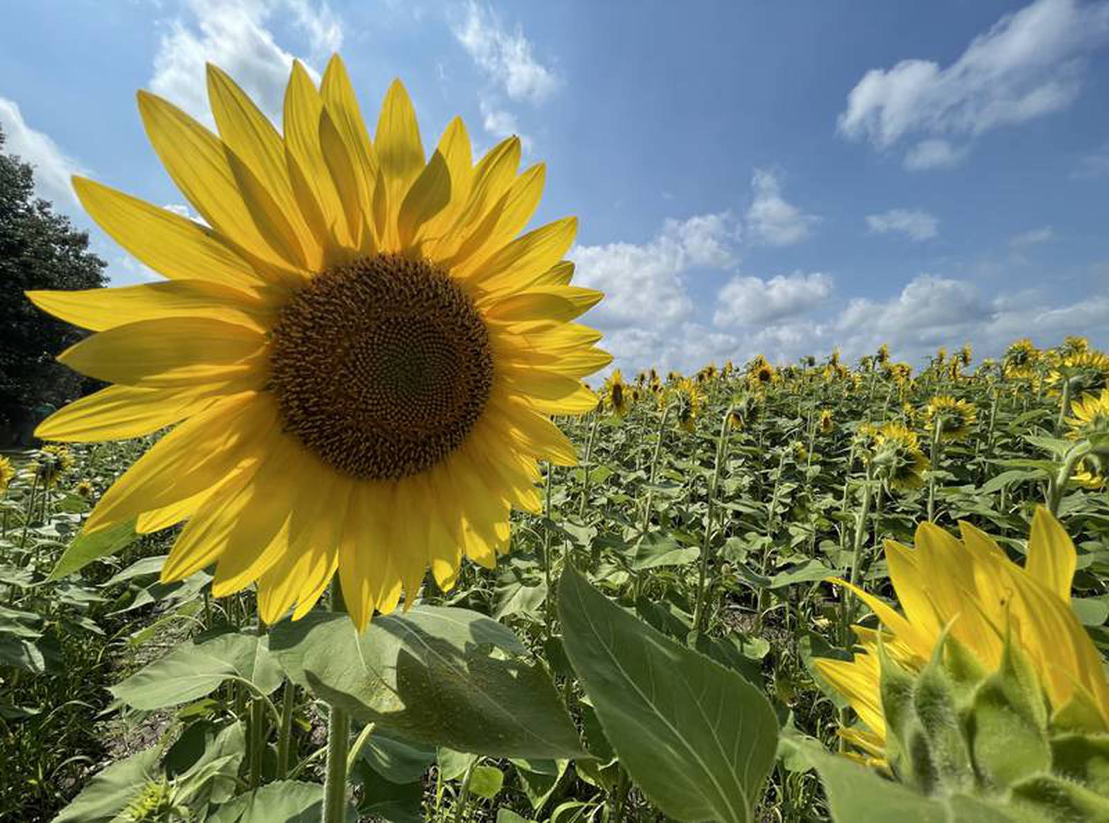 Visitors flock to view vast field of sunflowers Starved Rock Country
