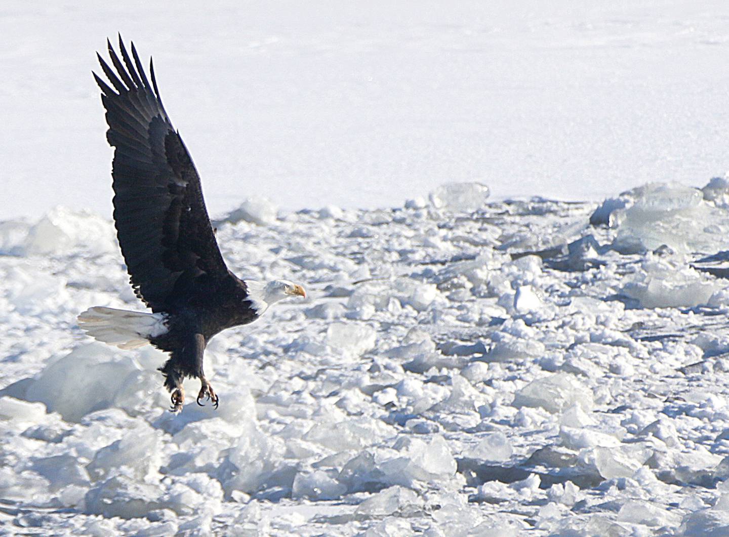 A Bald Eagle flies across the Illinois River near Water Street in Peru.