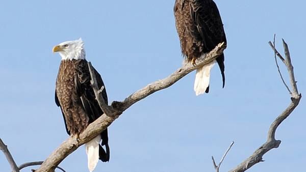 Flock To The Rock To See Eagles This Winter