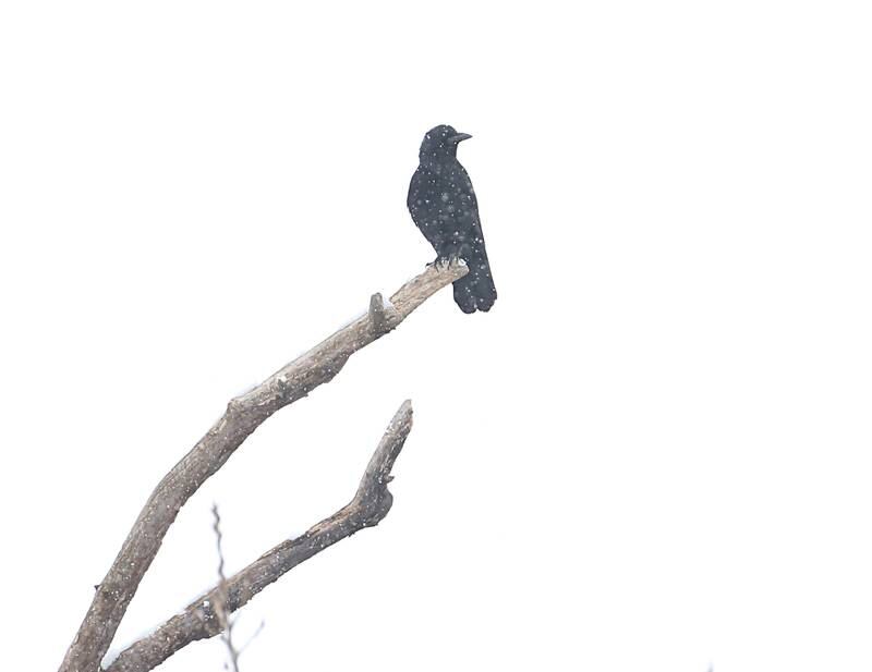 A juvenile Bald Eagle rests in a tree above the Shippingsport Bridge as snow falls down on Wednesday, Jan. 25, 2023 in La Salle.