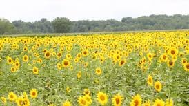 Sunflowers return to Matthiessen State Park