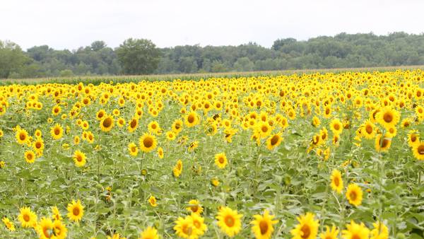 Sunflowers return to Matthiessen State Park