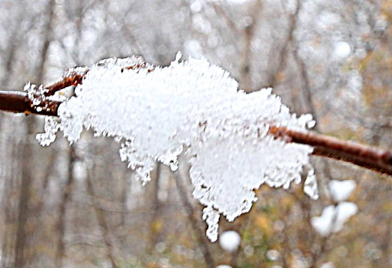 Snow clings to a tree branch on Tuesday, Nov. 15, 2022 at Matthiessen State Park in Oglesby.