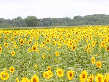 Sunflowers return to Matthiessen State Park
